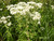 Eupatorium perfoliatum-Boneset