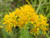 Solidago rigida 'Golden Rockets' -Golden Rockets Goldenrod