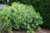 Amsonia hubrichtii-Blue star