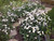Erigeron p. var. pulchellus 'Lynnhaven Carpet' -Robin's Plantain