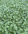 Erigeron p. var. pulchellus 'Lynnhaven Carpet' -Robin's Plantain