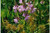 Physostegia virginiana 'Vivid' - Obedient Plant
