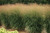 Panicum virgatum Dream Catcher®​ Misty Blue®​ (`Noneulbyt’)​-Switchgrass