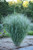 Panicum virgatum Dream Catcher®​ Old Faithful®​ (‘Nonlufht’) PP36205