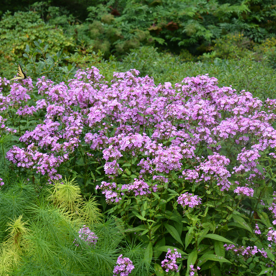 Phlox paniculata 'Jeana'/Jeana Garden Phlox/ThePollenNation