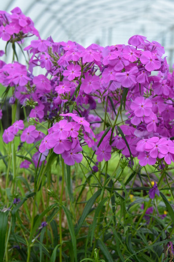 Phlox_x_Wanda_16__92167.