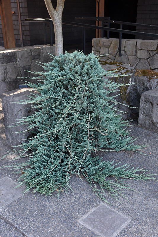 Blue Rug Juniper (Juniperus horizontalis 'Wiltonii' 2043.315) #3