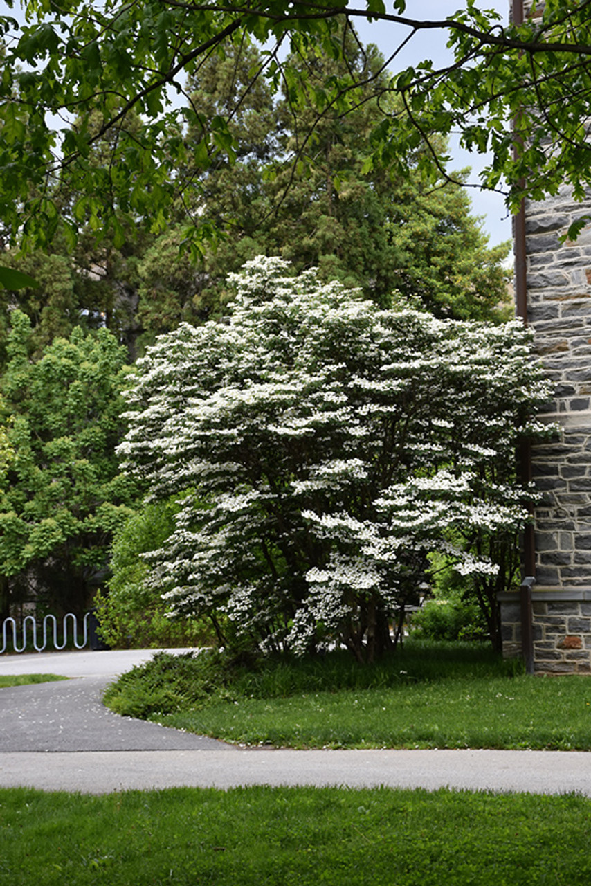 Image of Snowflake viburnum in bloom