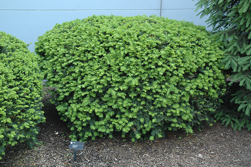 thuja baum wurzel lebensbaum-thuja-occidentalis-brabant-mit-wurzelballen-140-160-cm