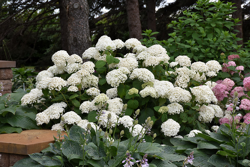 Image of Hydrangea paniculata annabelle 5