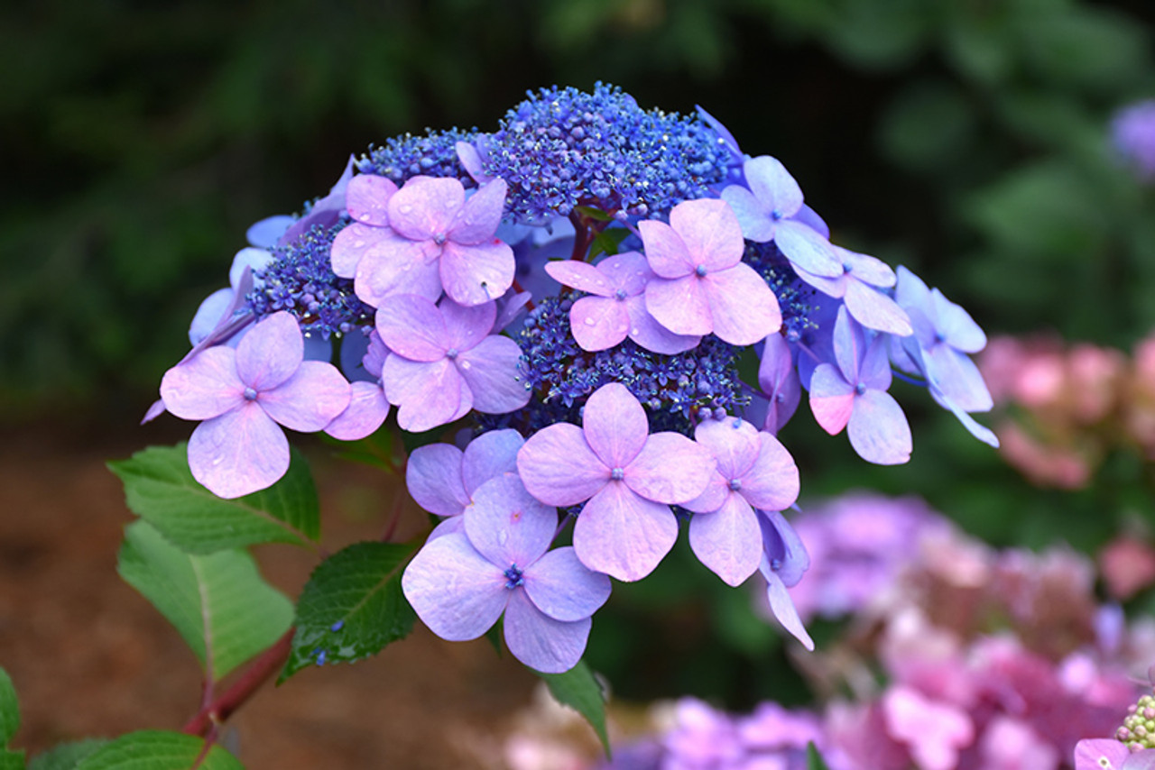 Image of Japanese forest grass and Twist and Shout Hydrangeas