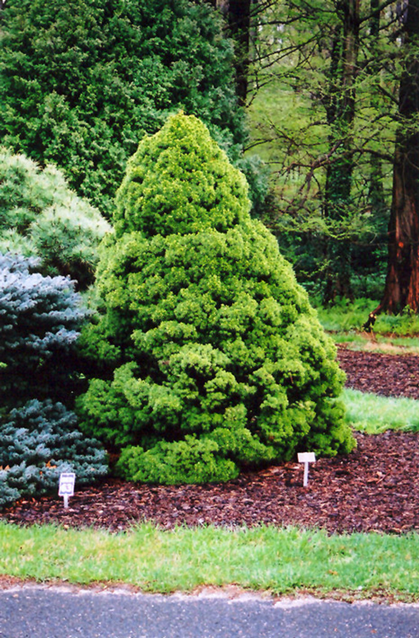 Image of Dwarf Alberta spruce (Picea glauca 'Conica') shrub