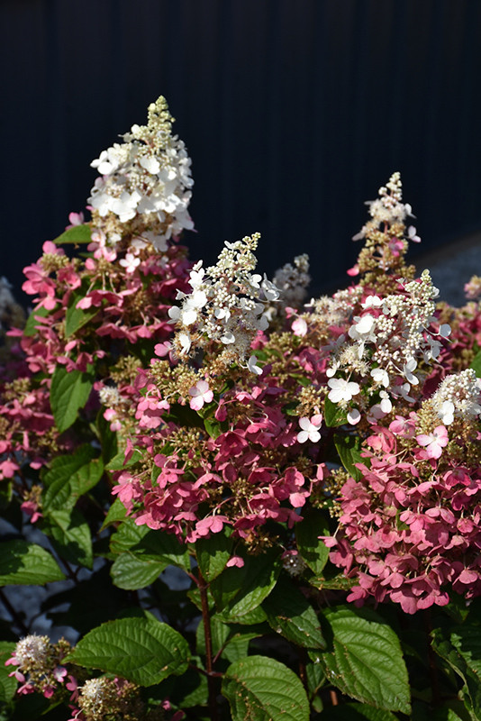 Image of Pinky Winky hydrangea in a park