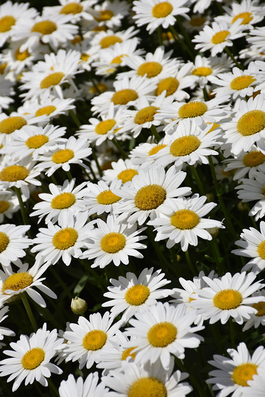 Becky Shasta Daisy (Leucanthemum x superbum 'Becky' 4188.1) #1
