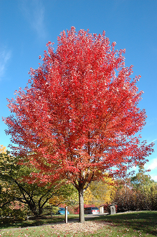 その他 red tree Autumn Blaze Maple (Acer x freemanii 'Jeffersred' 0048.91+) #15