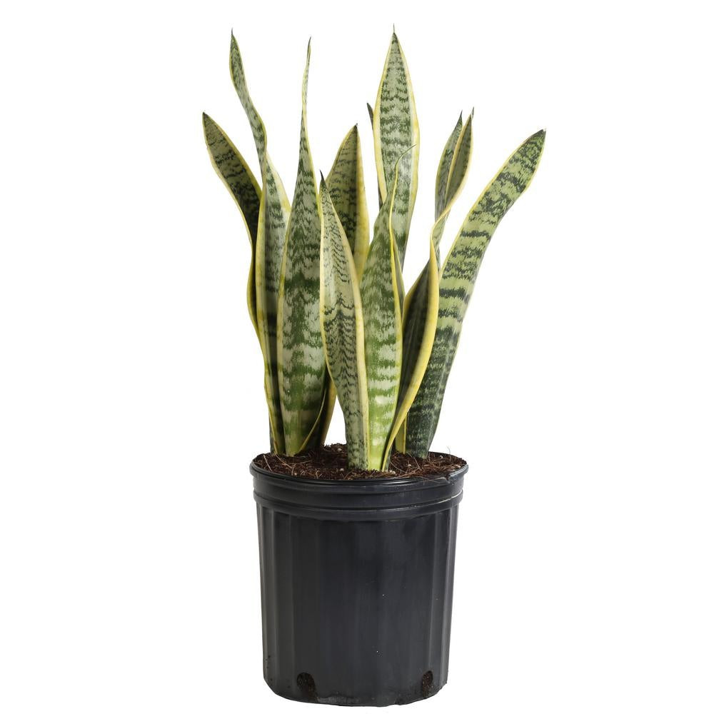 Snake Plant - Sansevieria Trifasciata