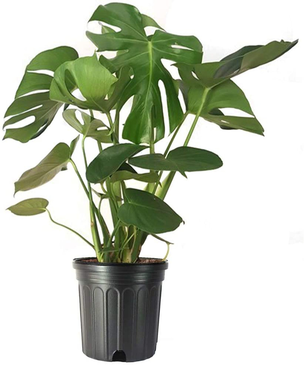 SPLIT LEAF PHILODENDRON 10 POT - Oakland Nurseries