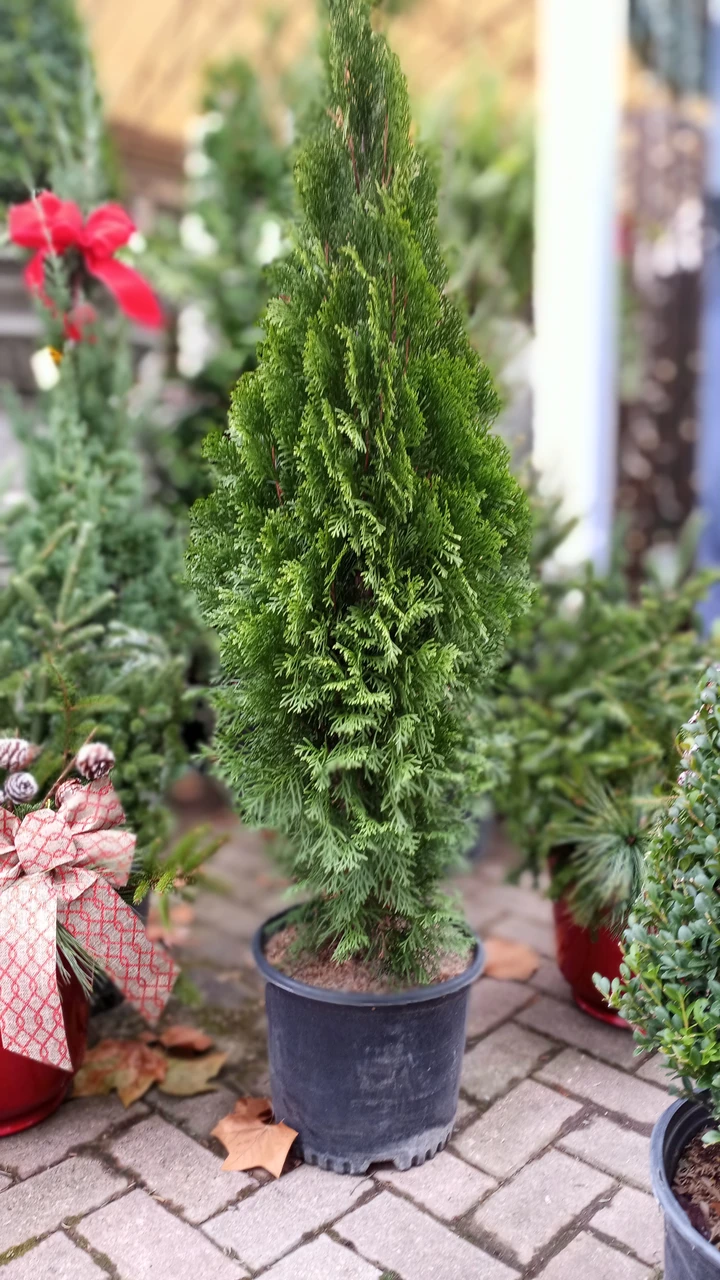 EMERALD GREEN ARBORVITAE (Thuja occidentalis 'Smaragd') #3