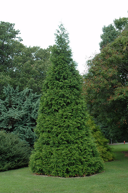 Green Giant Arborvitae (Thuja 'Green Giant') #7