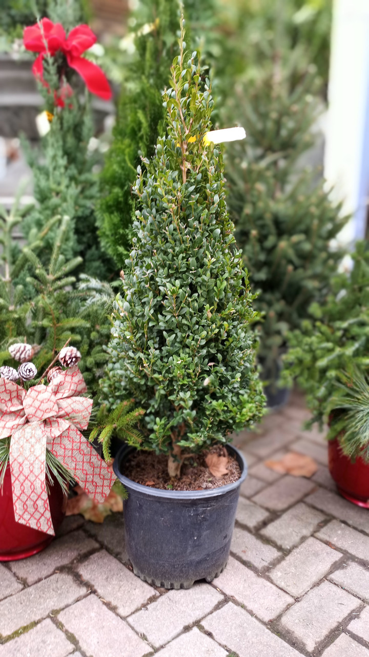 GREEN MOUNTAIN BOXWOOD (conical) #3 - Oakland Nurseries