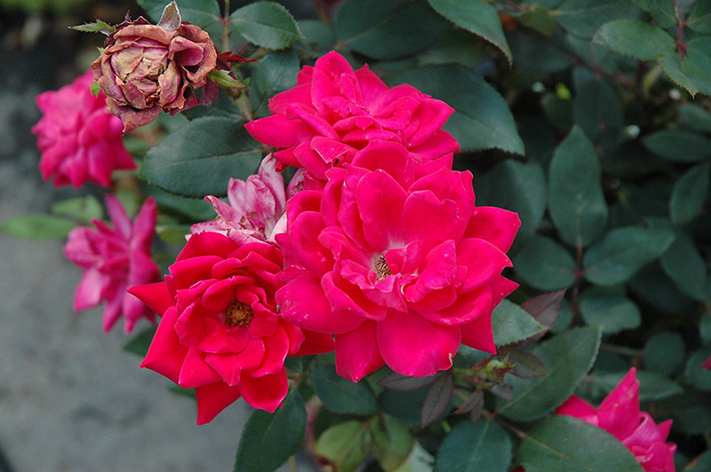 Knock Out Double Red Rose (Rosa 'Radtko' 7237.3) #3 - Oakland