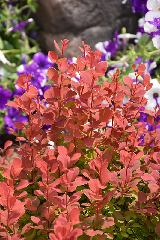 buy manuka plant Manuka Bonsai Tea Tree Houseplant Seeds – Easy Grow Seeds main image 0