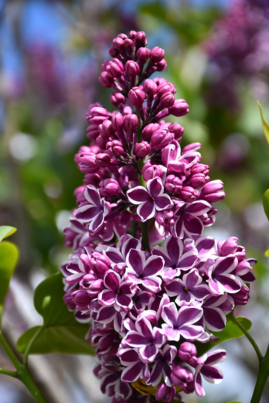 Sensation Lilac (Syringa vulgaris 'Sensation' 1428.5) #5 - Oakland