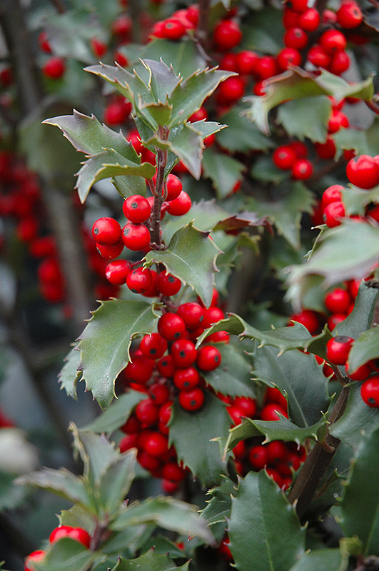 Blue Princess Meserve Holly (Ilex x meserveae 'Blue Princess