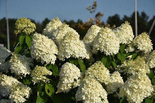 Limelight Hydrangea (Hydrangea paniculata 'Limelight' 1270.5PW) #5 PWINNER