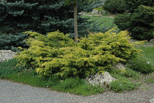 Old Gold Juniper (Juniperus x media 'Old Gold' 2034.315) #3 15-18"