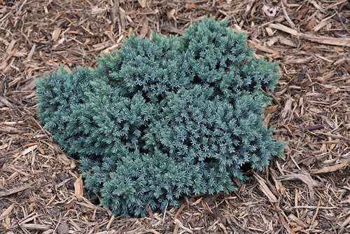 Blue Star Juniper (Juniperus squamata 'Blue Star' 2065.312) #3 12-15" Blue Star Juniper (Juniperus squamata 'Blue Star' 2065.312) #3 12-15"