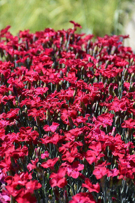 Frosty Fire Pinks (Dianthus 'Frosty Fire' 4405.1) #1 