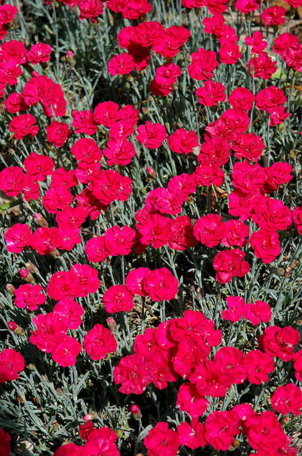 Frosty Fire Pinks (Dianthus 'Frosty Fire' 4405.1) #1 