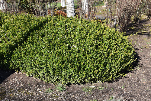 Winter Gem Boxwood (Buxus microphylla 'Winter Gem' 2014.315) #3 15-18"