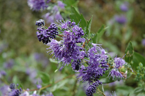 Blue Mist Caryopteris (Caryopteris x clandonensis 'Blue Mist' 1036.312) #3 12-15"