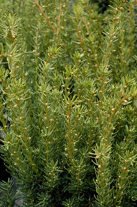 Fairview Yew (Taxus x media 'Fairview' 2225.518) #5 18-24"