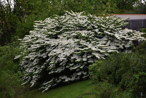 Maries Doublefile Viburnum (Viburnum plicatum 'Mariesii' 1501.524) #5 24-30"