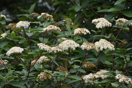 Alleghany Viburnum (Viburnum x rhytidophylloides 'Alleghany' 1488.524) 24-30" 3