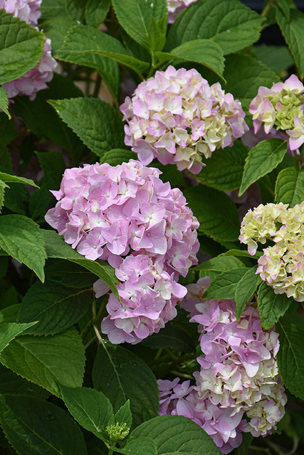 All Summer Beauty Hydrangea (Hydrangea macrophylla 'All Summer Beauty' 1106.3) #3 