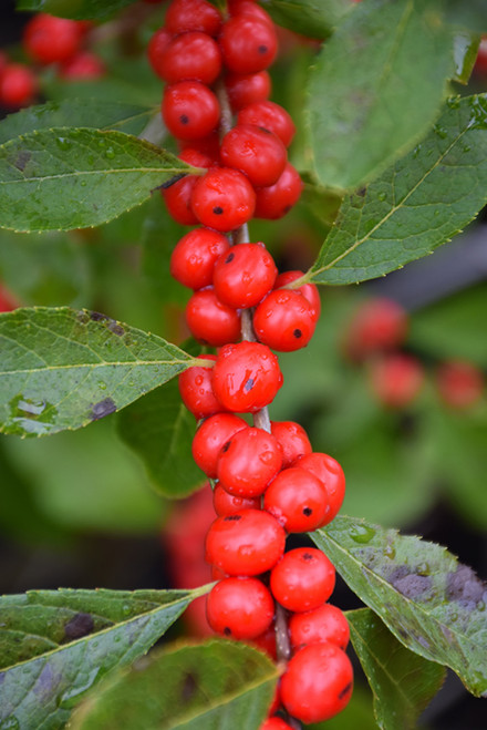 Red Sprite Winterberry (Ilex verticillata 'Red Sprite' 1790.3) #3 