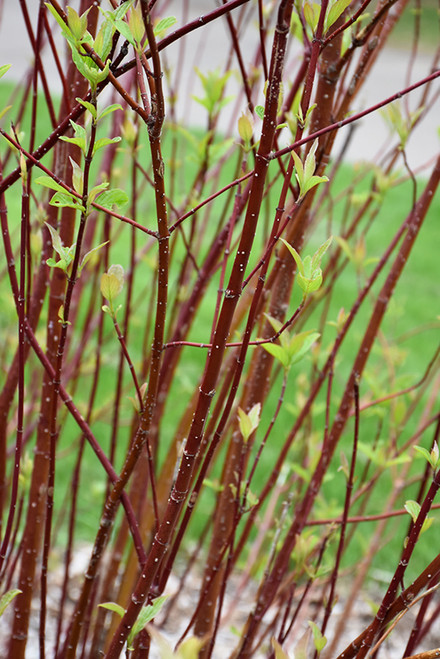 Arctic Fire Red Twig Dogwood (Cornus sericea 'Farrow' 1294.3PW) #3 PWINNER