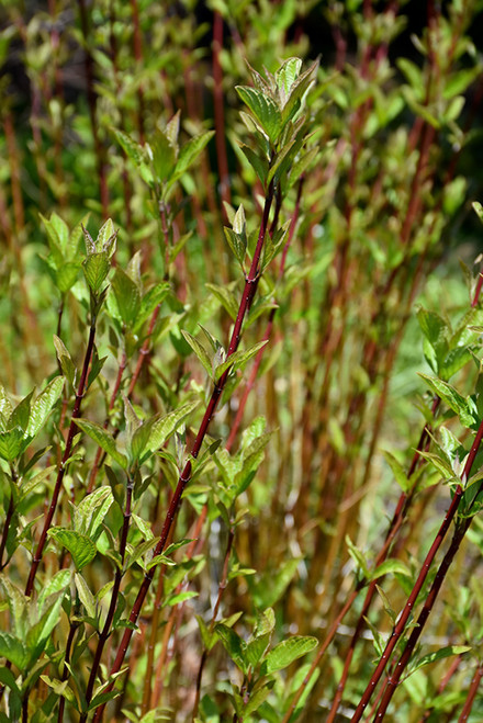 Arctic Fire Red Twig Dogwood (Cornus sericea 'Farrow' 1294.3PW) #3 PWINNER