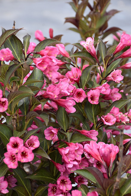 Wine and Roses Weigela (Weigela florida 'Alexandra' 1587.3PW) #3 PWINNER