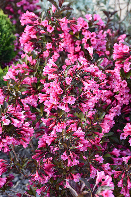 Wine and Roses Weigela (Weigela florida 'Alexandra' 1587.3PW) #3 PWINNER
