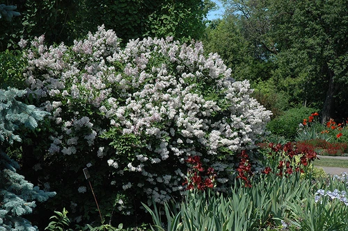 Miss Kim Lilac (Syringa patula 'Miss Kim' 1405.315) #3 15-18"