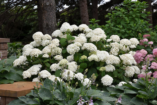 Annabelle Hydrangea (Hydrangea arborescens 'Annabelle' 1152.3) #3 