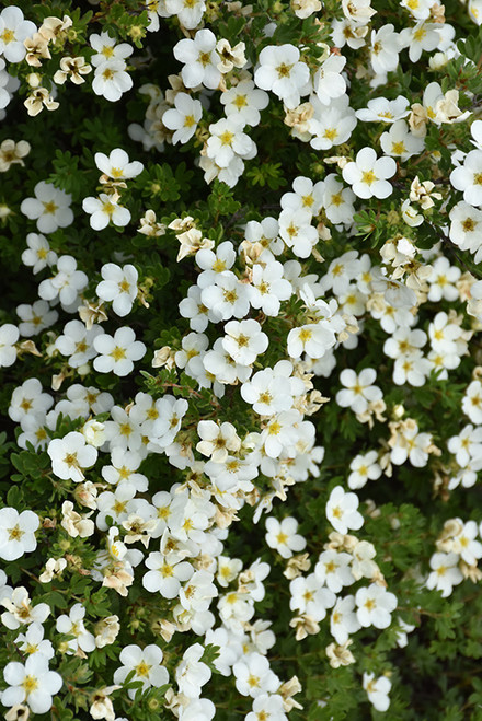 Abbotswood Potentilla (Potentilla fruticosa 'Abbotswood' 1205.3) #3 