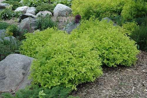 Goldmound Spirea (Spiraea japonica 'Goldmound' 1367.315) #3 15-18"