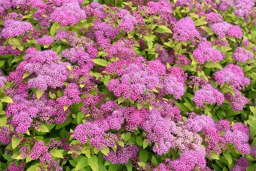 Magic Carpet Spirea (Spiraea x bumalda 'Magic Carpet' 1348.315) #3 15-18"