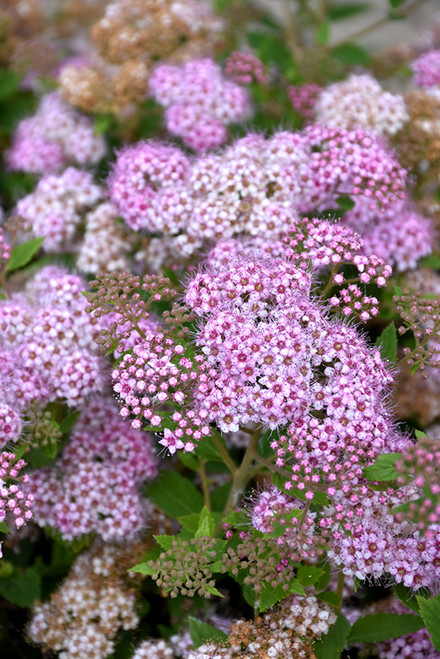 Little Princess Spirea (Spiraea japonica 'Little Princess' 1375.315) #3 15-18"